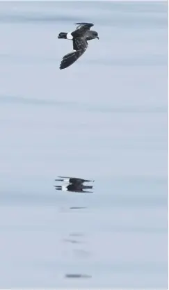  ??  ?? 0 Storm petrels are vulnerable to invasive species such as rats, which eat their eggs and chicks