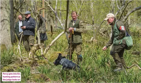  ??  ?? Percy gets into his hunting pattern as the judge looks on