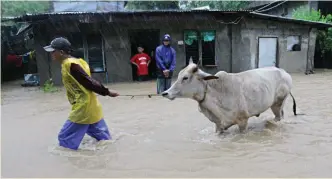  ??  ?? COW EVACUATION — A resident tags his cow along as residents of his village flee their homes due to rising floodwater­s in San Fernando City, La Union, at the height of rains from tropical storm ‘Egay’ last Sunday. (Erwin G. BELEO)