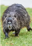  ??  ?? Nagetiere wie Bisam oder Nutria machen dem Biber Konkurrenz.