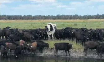  ??  ?? Knickers au beau milieu d’un troupeau de Wagyu.