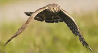  ??  ?? Hen harrier on the hunt: there is something universall­y appealing in the grace of birds of prey