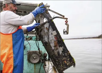  ?? JENNIFER BAKOS VIA AP ?? Fisherman Dwight Souther of Seabrook, N.H., hauls in a trap of green crabs off the coast of New Hampshire. Green crabs are an invasive species wreaking ecological and economic havoc along the New England coast.