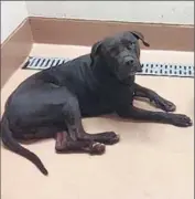  ?? Photograph­s by Riverside County Sheriff’s Department ?? THE DOGS were in quarantine at an area shelter and will probably be euthanized, a Riverside County Animal Services spokesman says.