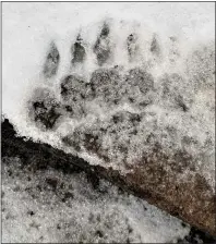  ??  ?? MYSTERY CREATURE: The clawed footprint