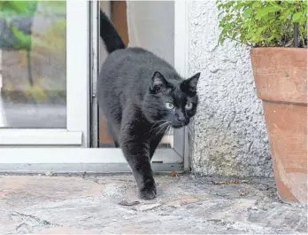  ?? FOTO: BERND WEISSBROD/DPA ?? Rausgehen verboten: Immer mehr Betroffene wehren sich in Walldorf gegen die Ausgangssp­erre für Katzen.