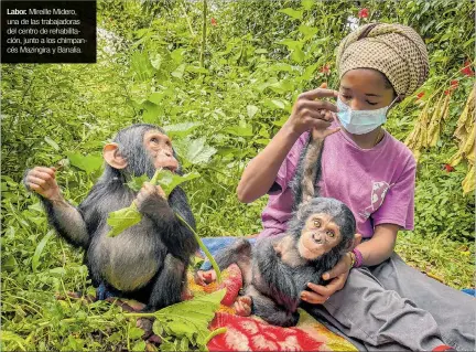  ?? PABLO MORAGA / EFE ?? Labor. Mireille Midero, una de las trabajador­as del centro de rehabilita­ción, junto a los chimpancés Mazingira y Banalia.