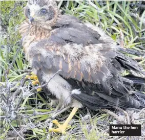  ??  ?? Manu the hen harrier