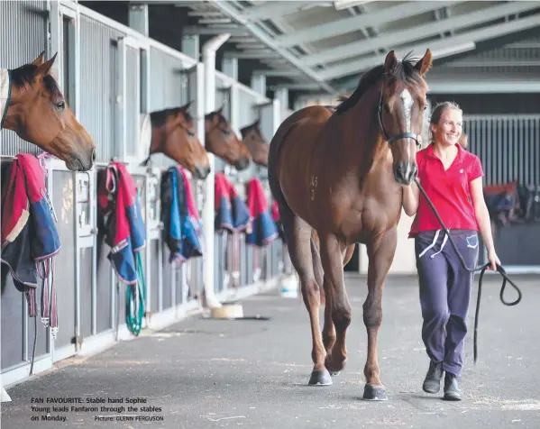  ?? Picture: GLENN FERGUSON ?? FAN FAVOURITE: Stable hand Sophie Young leads Fanfaron through the stables on Monday.