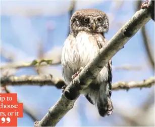  ??  ?? PYGMY OWL Local help is usually needed to find this forest specialist