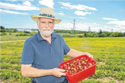  ?? JESSICA SMITH • SALTWIRE NETWORK ?? Steve Ash from Sydney, N.S. will use the strawberri­es from Rendell’s Farm in Mill Creek to make homemade jam, freezing some for the winter.