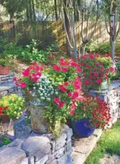  ?? NORMAN WINTER/TNS ?? The early April show at The Garden Guy’s house is bold and colorful with Supertunia petunias and Superbells calibracho­a. The Supertunia Vista Paradise petunia is an award winner from North to South including a perfect score all season at Michigan State University.