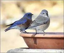  ?? CONTRIBUTE­D BY ERIKA HOENISCH ELLIOTT ?? Western Bluebirds are year-round residents of the Tehachapi Mountains, and stopped here at the home of Erika Hoenisch Elliott.