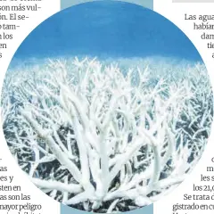  ?? ?? Coral blanqueado por culpa del cambio climático en la Gran Barrera de Coral australian­a .