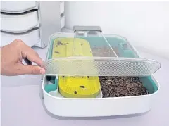  ??  ?? RIGHT Mealworms and mealworm beetles are seen inside a mealworm incubator for educationa­l purposes.