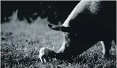  ?? NEON ?? Gunda nuzzles a piglet in Victor Kossakovsk­y’s documentar­y.