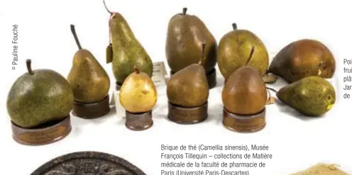  ??  ?? Brique de thé (Camellia sinensis), Musée François Tillequin – collection­s de Matière médicale de la faculté de pharmacie de Paris (Université Paris-descartes)
Poires et pommes, fruits moulés en plâtre, Collection Jardin des plantes de Nantes