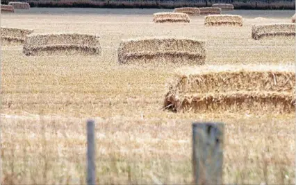  ?? Photo: MURRAY WILSON/FAIRFAX NZ ?? A dry field with straw bales near Kopane Bridge in Manawatu.