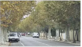  ?? (Photo J. S.) ?? Certains arbres de l’avenue Louis-Bernard sont concernés.