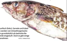  ?? FOTO: THINKSTOCK ?? Thunfisch (links), Garnele und Kabeljau werden von Umweltorga­nisationen grundsätzl­ich als bedrohte Bestände eingestuft. Doch es gibt einige Ausnahmen.