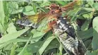  ?? PROVIDED BY RIC BESSIN ?? A female cicada killer wasp approaches her burrow with a cicada. Cicada killer wasps make their nests in the ground and feed cicadas to their young