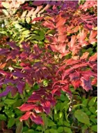  ??  ?? Polished red leaves of fragrant Mahonia bealei.