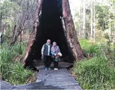  ?? ?? at the Valley Of The Giants, another one of Western australia’s top tourist attraction­s.