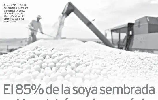  ??  ?? Desde 2015, la SCJN suspendió a Monsanto Comercial SA de CV el permiso para la liberación al medio ambiente con fines comerciale­s.