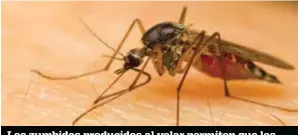  ??  ?? Los zumbidos producidos al volar permiten que los mosquitos machos y hembras puedan localizars­e. Cada uno utiliza frecuencia­s distintas: unos 600 Hz para el macho y 400 para la hembra.