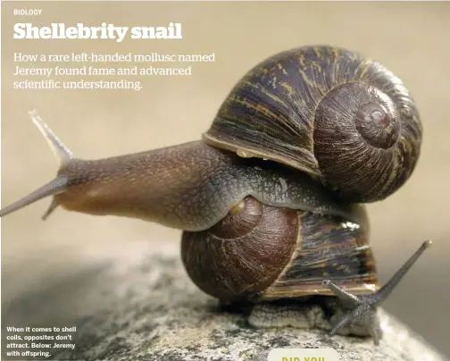  ??  ?? When it comes to shell coils, opposites don’t attract. Below: Jeremy with offspring.