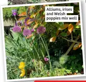  ?? ?? Alliums, irises and Welsh poppies mix well