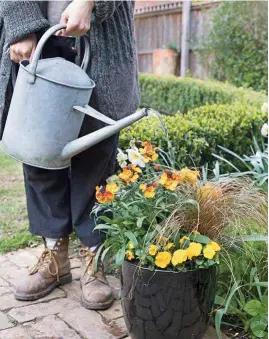  ??  ?? Water containers regularly to get the best performanc­e from plants