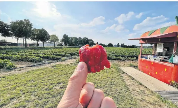  ?? FOTO: RÖSEL ?? Auf dem Erdbeerfel­d des Schulte-drevenacks-hofs unweit des Stewes-baumarkt in Wesel können sich Kunden die schönsten Früchte selbst aussuchen.