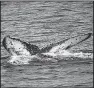  ?? AP ?? The flukes of a great blue whale break the surface off the coast of Long Beach, Calif.