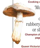  ??  ?? champignon­s,