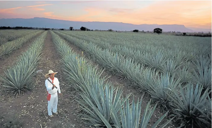  ??  ?? El maguey, la planta que “proporcion­a todo lo necesario para vivir”, incluida la popular bebida mexicana