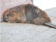  ?? FOTO: THOMAS WARNACK ?? Sichtlich geschwächt ist der Biber auf einem Bauernhof aufgetauch­t. Kurze Zeit später wurde er eingeschlä­fert.