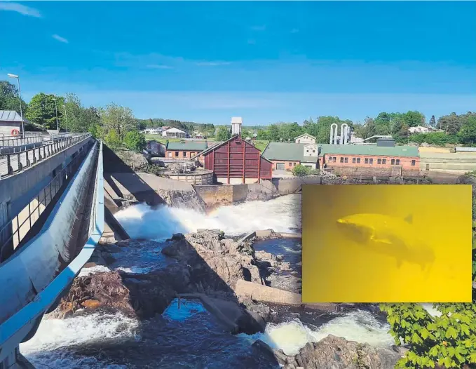  ?? FOTO: SILJE BRATLAND ROKSVÅG OG ODD NESET ?? STORE I SLUSEN: I dag, 1. juli , åpner fisket i Nidelva. Det har vaert mange svaeringer innom slusen den siste tiden, forteller oppsynsman­n Odd Neset.