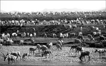  ?? U.S. FISH AND WILDLIFE SERVICE VIA AP ?? In this undated file photo provided by the U.S. Fish and Wildlife Service, caribou from the Porcupine Caribou Herd migrate onto the coastal plain of the Arctic National Wildlife Refuge in northeast Alaska.