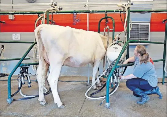  ?? [KYLE ROBERTSON/DISPATCH] ?? April Frye, an Ohio State veterinary school graduate student, checks the milk pump after Mouse was milked at the Ohio State Fair on Friday.