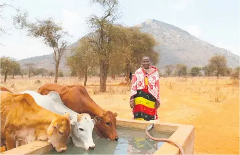  ?? Photo / File ?? A Maasai farmer tends to her cows in Emali, a drought-prone part of Kenya located on the main road between Nairobi and Mombassa.