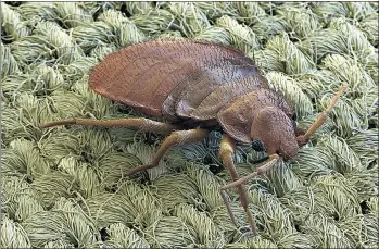  ?? ARCHIVES ?? Une punaise de lit vue au microscope électroniq­ue. Cet insecte parasite a inspiré de nombreux artistes.