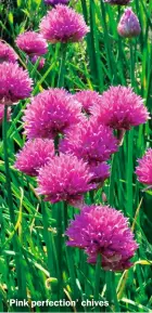  ?? ?? ‘Pink perfection’ chives