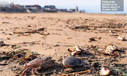  ?? ?? Dying crabs washed up on Redcar beach in October 2021