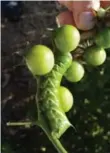  ?? SONIA DAY ?? Sonia Day finds a tomato hornworm munching its way among the tomatoes a fascinatin­g sight.