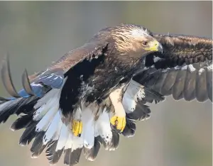  ?? Picture: Peter Cairns. ?? The golden eagle has been defended by Courier columnist Jim Crumley.