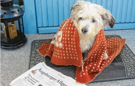  ??  ?? Ganz schön kalt ist es so früh am Morgen. Wer da seine Zeitung holt, ist froh über etwas Warmes zum Anziehen. Das gilt auch für Cindy, die bei Familie Lutz in Anhausen (Kreis Augsburg) wohnt. Philipp Lutz hat sie fotografie­rt.