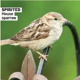  ??  ?? SPIRITED House sparrow