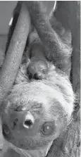  ?? Courtesy of the Denver Zoo. ?? ■ Baby Ruth, top, is a Linne’s twotoed sloth born in late January.