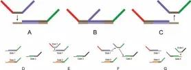  ??  ?? The toehold moderated strand displaceme­nt enables logic gates to be constructe­d from DNA